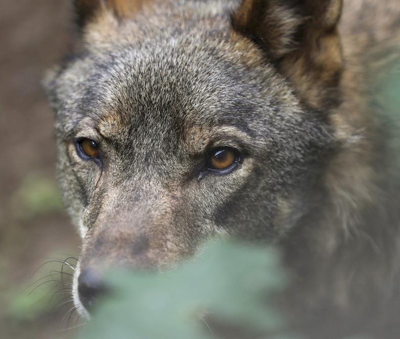 🇪🇺🐺❗️INACEPTABLE REBAJA DE LA PROTECCIÓN DEL LOBO

La decisión de hoy, 3 de diciembre, por parte del Comité Permanente del Convenio de Berna de reducir la protección del lobo representa un peligroso retroceso para la biodiversidad y sienta un preocupante precedente para la