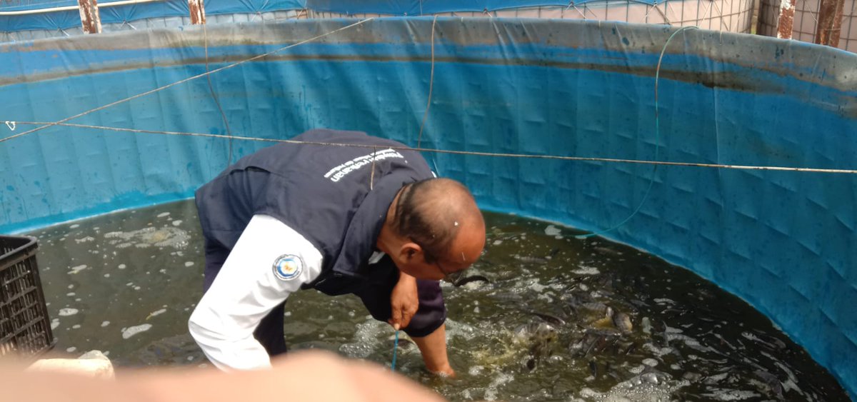 paramarta080's tweet photo. Senin,(18/11),I Gede Putu Paramarta,Luhkan Kab.Bangli di  Kolam Nila Bioplok lWayan Arka Desa Tiga,mendampingi panen nila sebanyak 175 kg,ukuran 250 gram/ekor, luas lahan 48 M2,  harga jual 28000/kg
#GiatLuhkanSatminkalGONDOL 
#Bangli
#Panen
@bppsdm_gondol 
@bppsdm_puslatkp https://t.co/cbGPZsn0qt