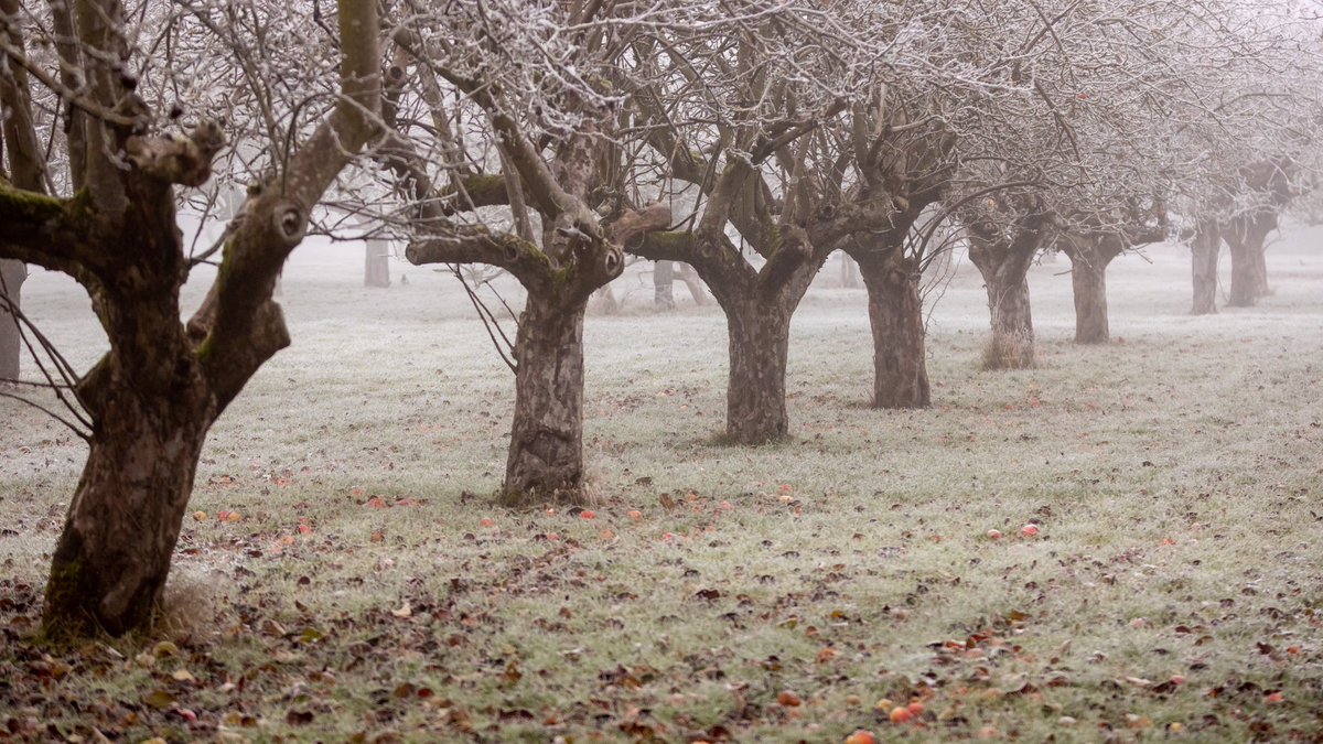 Coton Loves Pollinators ๐ ๐๐๐ (@cotonbuzz) on Twitter photo Green future or greenwashingโ <a href="/SouthCambs/">South Cambridgeshire District Council</a> offers 6 saplings to Coton while failing to protect 12 ancient Bramley apple trees and backing a busway that will fell hundreds of mature trees. scambs.gov.uk/climate-emergeโฆ #SaveCotonOrchard ๐ณ๐โ โ๏ธ change.org/p/save-the-greโฆ Green future or greenwashingโ <a href="/SouthCambs/">South Cambridgeshire District Council</a> offers 6 saplings to Coton while failing to protect 12 ancient Bramley apple trees and backing a busway that will fell hundreds of mature trees. scambs.gov.uk/climate-emergeโฆ #SaveCotonOrchard ๐ณ๐โ โ๏ธ change.org/p/save-the-greโฆ