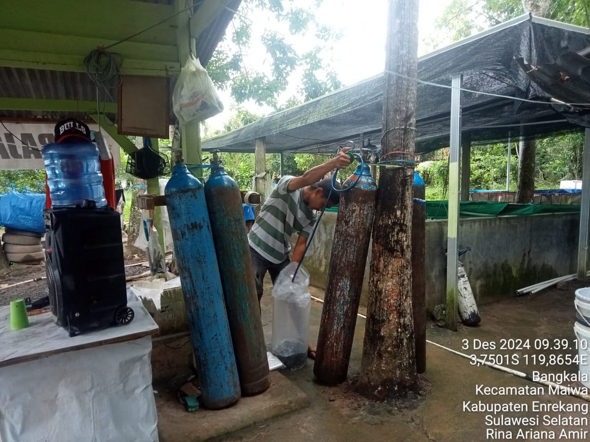 rhyna_amir's tweet photo. Selasa,3/12/24,Rina Ariana Amir,Luhkan Enrekang laporkan panen benih nila anggota Pokdakan Masfonso (Herman) di Kel. Bangkala, Maiwa 1000 ekor size 3-5 cm Harga 300/ekor
#Luhlapor #produksi #panen
#GiatLuhkanSatminkalMaros
@BRPBAP3_Maros @pusluh_bppsdm https://t.co/eAEzmHdh4b