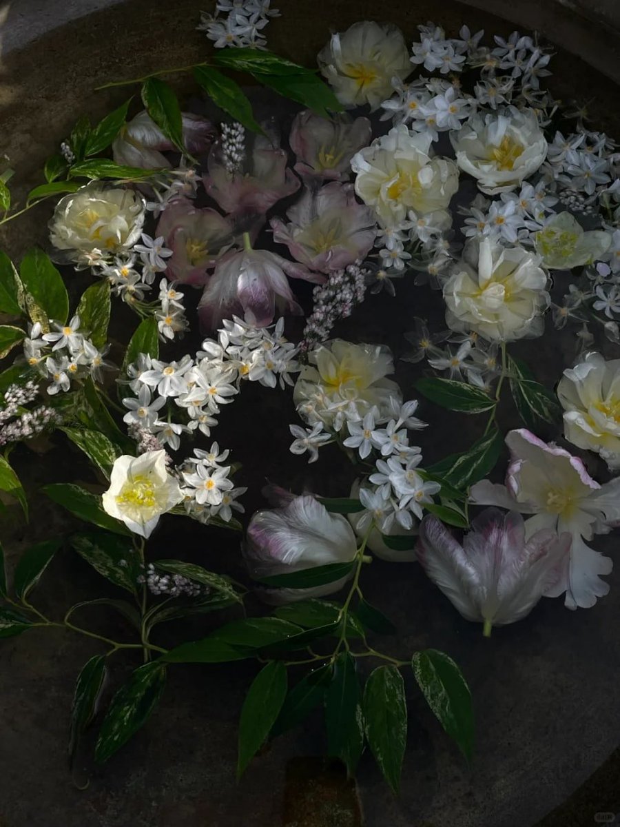 komplex06's tweet image. In the quiet corners of the world, beauty whispers secrets to those who take the time to listen 💐💫