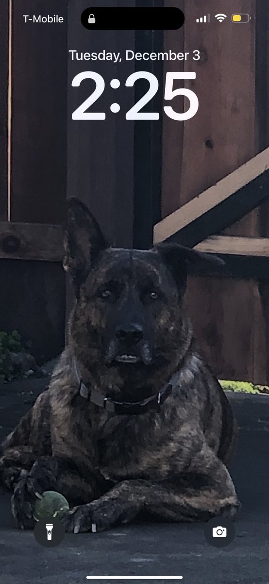 OptimusLucky's tweet photo. This pic of my dog made me laugh so much. I love him but why he look so damn nerdy with them teef. I swear he looks like a demon otherwise. #MyBaby #Rocket #DemonDog #CutePuppy 😝😂 https://t.co/PHCWk6EwAe