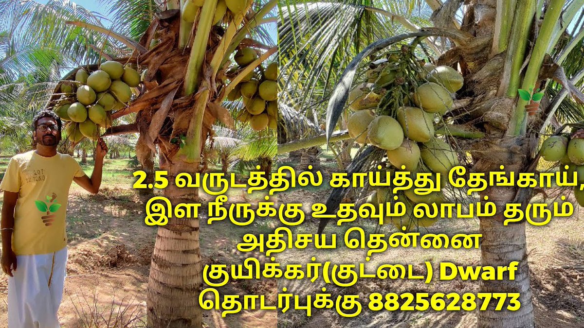 LakshsamG's tweet photo. 2.5 வருடத்தில் காய்க்கும் குட்டை தென��னைகள் நம்மிடம் கிடைக்கும். தொடர்புக்கு லக்சம் மரங்கள் 088256 28773 
https://t.co/VjNUXVu6pl... 

#tree #trees #plant #plants #fruit #fruits #coconut #coconutplant https://t.co/c2nwK1CakF