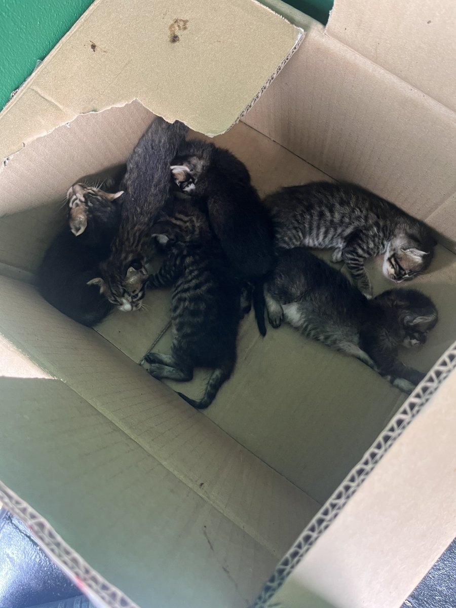 cats_rehome's tweet photo. 📌JALAN MAWAR MERAH 3/1 81700 PASIR GUDANG , JOHOR 

HALA FALAH BISTRO

Ada sesiapa sudi resQ anak² ni?? Dibuang tnpa ibu.. https://t.co/jZTc39aGHS