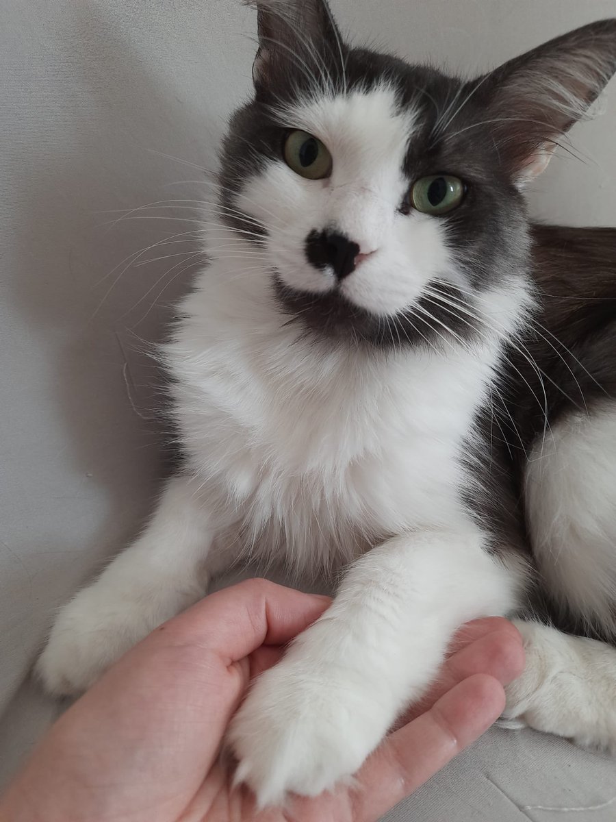 Patilimizin adı Kontes.çipli.Adına duyarlı Gaziemir Atıfbey mahallesinde kayboldu. #gaziemir #kayıpkedi #atıfbeymahallesi #gaziemirbelediyesi