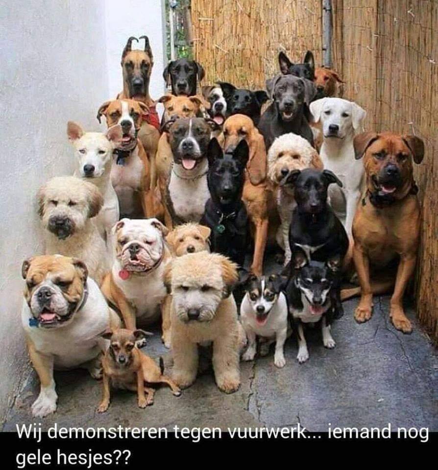 Loek Jansen (@loekjansen7) on Twitter photo 