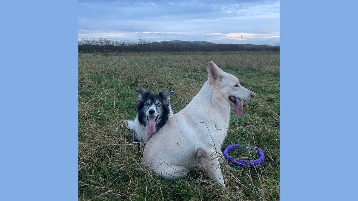 TrainingLines's tweet image. Jack and Rosie take a well-earned break from their adventures to enjoy a little tongue-out time! Sitting back and soaking up the moment. Happy #TongueOutTuesday from these two!
#JackAndRosie #TongueOutTuesday #DogLife #RelaxingDogs #FieldAdventures #DogLoversUK #TrainingLinesFun