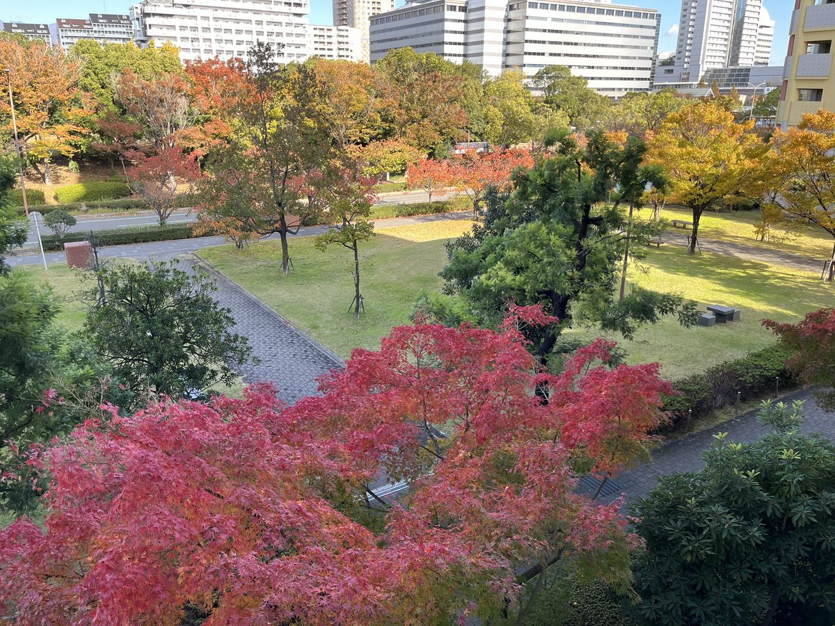 Kiyonok's tweet photo. 紅葉見物に京都に行きたいなぁと思いながらも、おそらく激混みなので見送りました。一方家の周辺は今年はなかなか美しい感じで、今年はこれで良しとします。4年ぶりの秋🍂です。(もう12月だから冬？) https://t.co/vzuVwDs7Lv