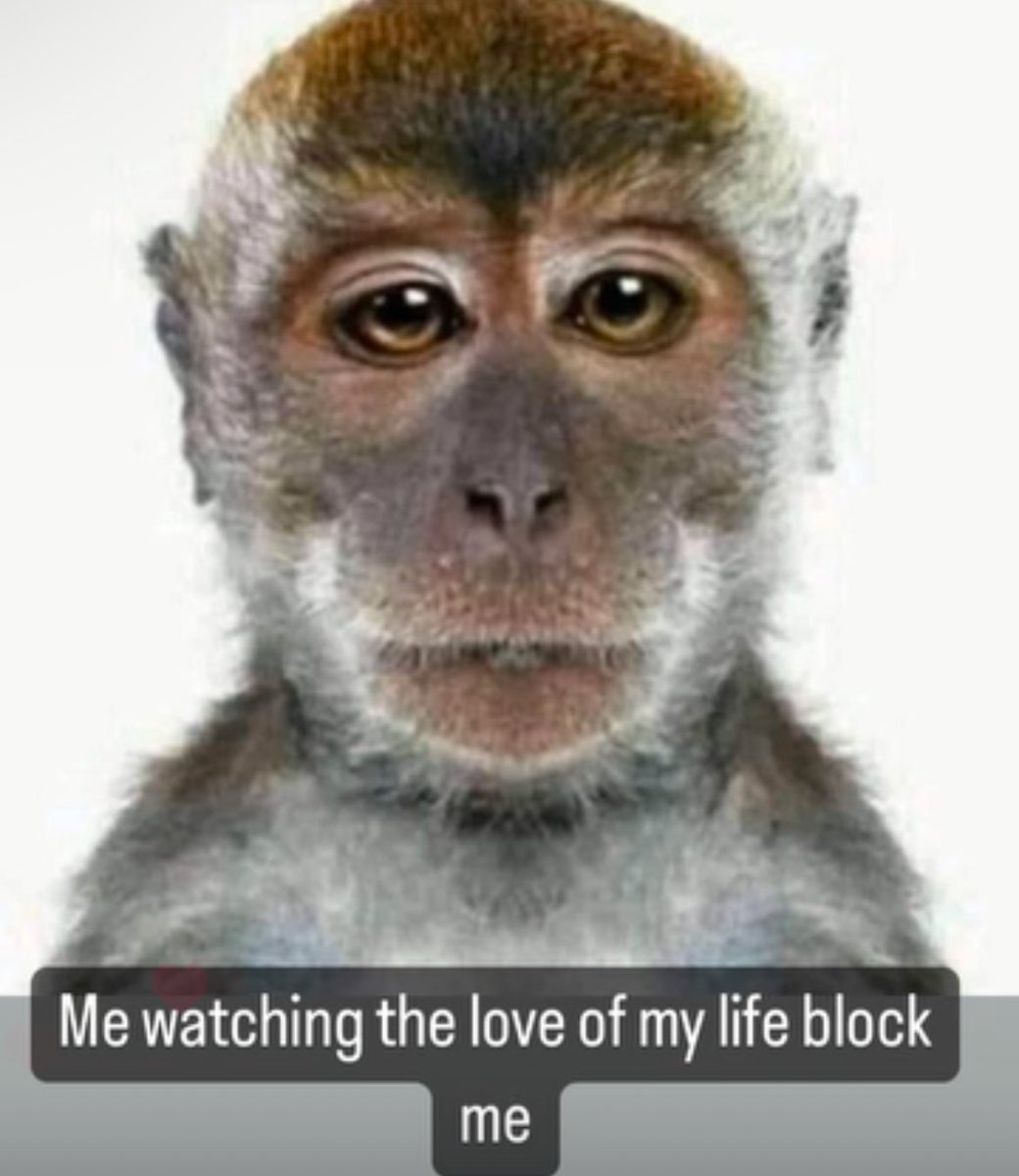 Zäy tweet media