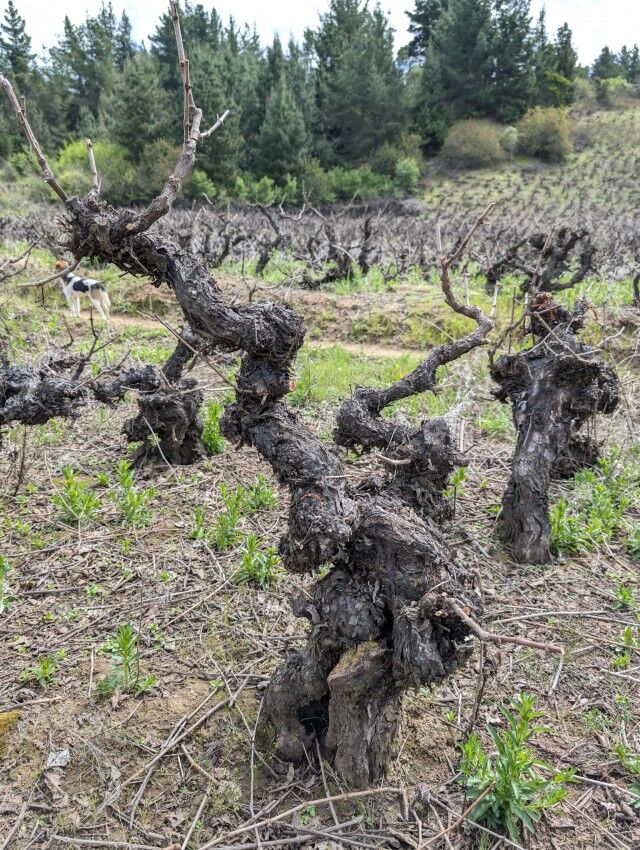 Forbes Argentina destaca iniciativa para crear un clon de Cabernet Sauvignon Chileno de mas de 140 años

Debido a la presión de plagas y desafíos del cambio climático que están enfrentando las parras de Cabernet Sauvignon en el mundo, la búsqueda de un nuevo clon de esta emblem
