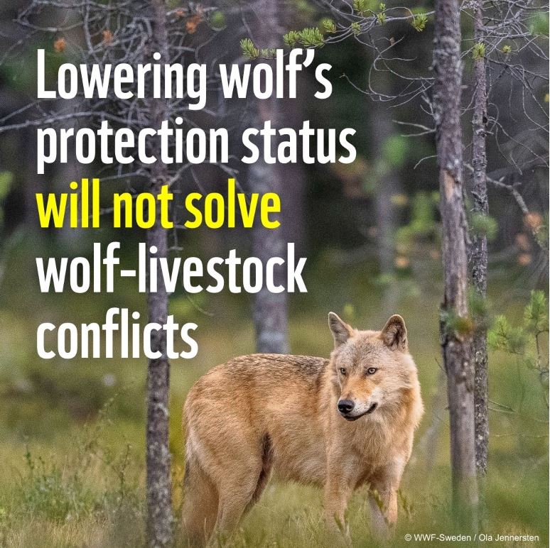 Vandaag beslissen de landen aangesloten bij de #BernConventie over de beschermingsstatus van de #wolf. Doel? Jacht op wolf toelaten. 

Maar de enige echte oplossing om samenleven mogelijk te maken is preventie zoals wolfwerende omheiningen.

#SaveTheWolf #SamenlevenIsMogelijk