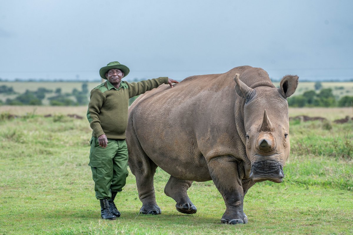 Heroes of Ol Pejeta #GivingTuesday

Jeremy Kimathi has dedicated the past 16 years of his life to caring for the last two remaining northern white rhinos. 

Thread 👇