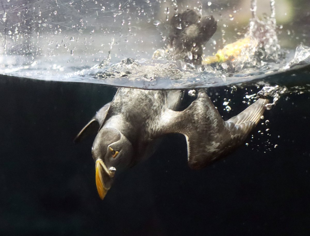 Papageitaucher im Aquazoo "tauchen" am Mittwoch für kurze Zeit ab 
Aufgrund von Reinigungsarbeiten werden die vier Papageitaucher am Mittwoch, 4. Dezember 2024, bis etwa 15 Uhr nicht zu sehen sein.