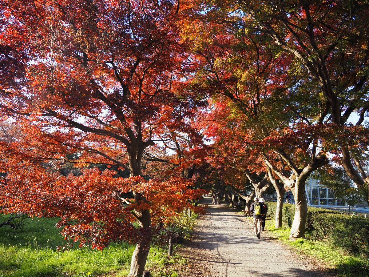 本日の園内の紅葉の様子です（メタセコイア、日本庭園、イチョウ