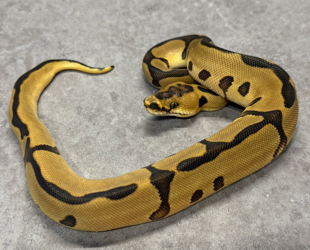 CMAIN_MORPHS's tweet image. Leopard enchi clown het dg(F)
こちらの個体もご希望の方がいらっしゃる場合には販売致します。
#ballpython #ballpythonbreeder #ballpythonmorph #desertghost #clown #ボールパイソン