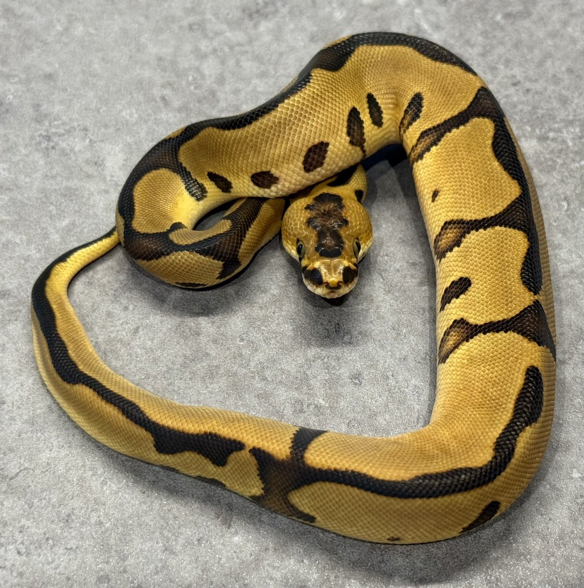 CMAIN_MORPHS's tweet image. Leopard enchi clown het dg(F)
こちらの個体もご希望の方がいらっしゃる場合には販売致します。
#ballpython #ballpythonbreeder #ballpythonmorph #desertghost #clown #ボールパイソン