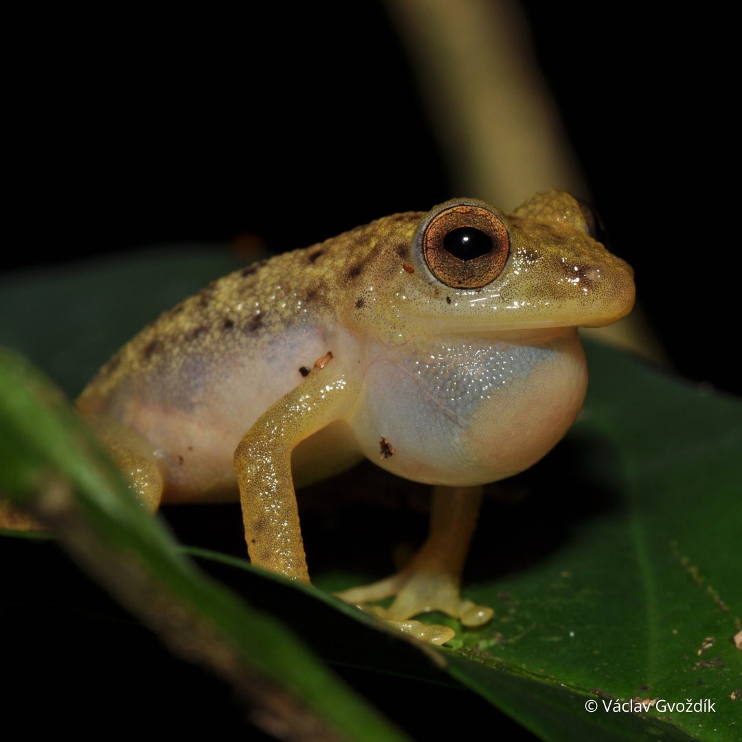 Discover the wonders of the Congo Basin! 

From vibrant plants to rare wildlife, 742 new species have been unveiled between 2013 and 2023😯

RT to show your love for our planet’s incredible biodiversity!