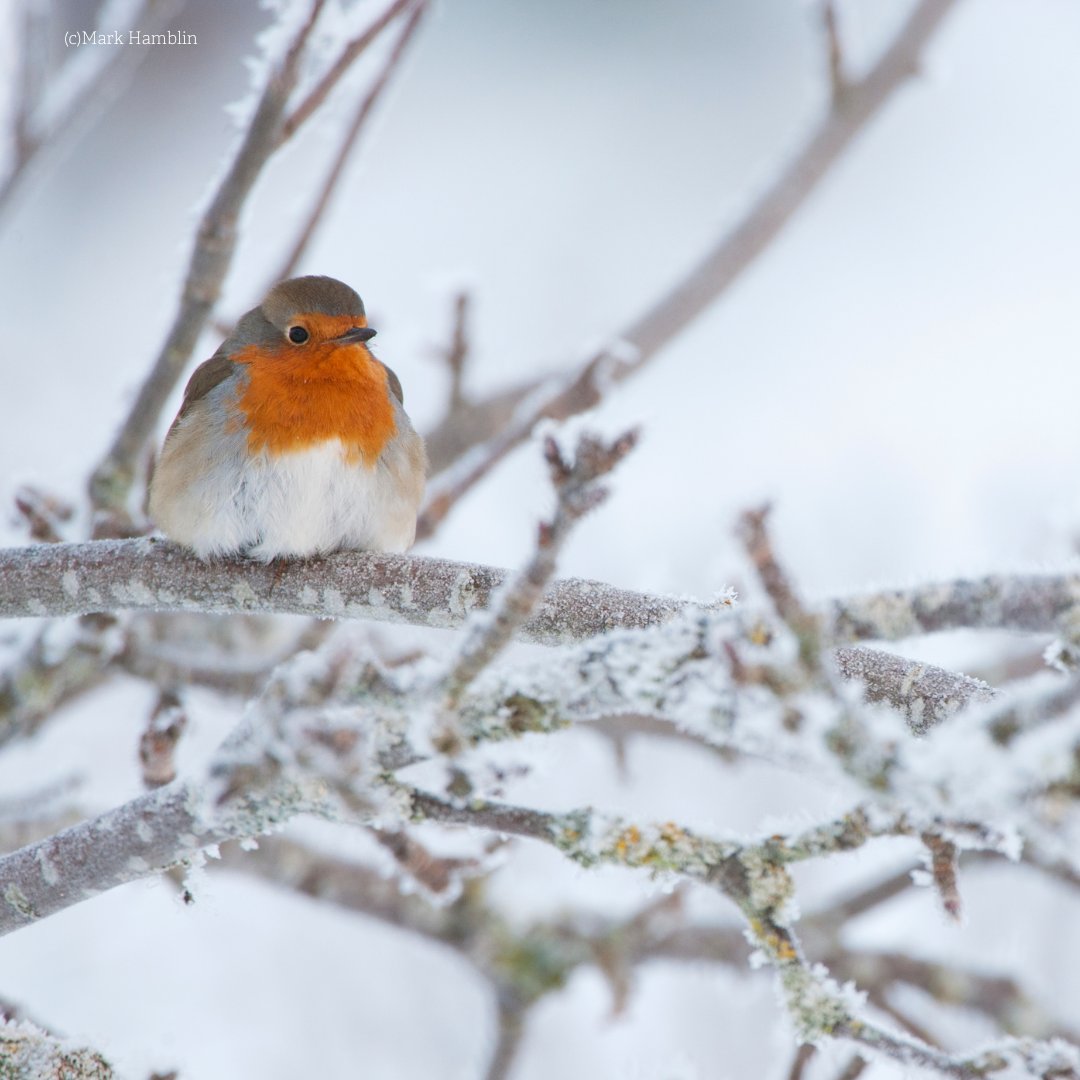 Radnorshire Wildlife Trust tweet media