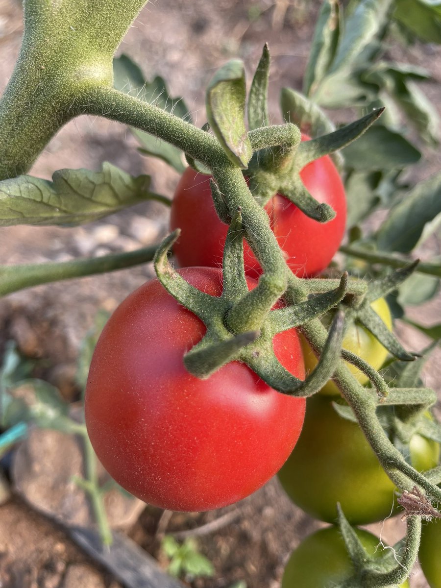 pyucesoy's tweet photo. Erdemli Tarım MTAL
Domateste ilk hasat öğrencilerimiz tarafından yapıldı🍅🍅🍅
Tarım öğrencileri hem öğreniyor hem üretiyor👩🏻‍🌾🧑🏻‍🌾
@MersinMEM @erdemli_mem @MersinMesleki https://t.co/BzGYSQSEkW