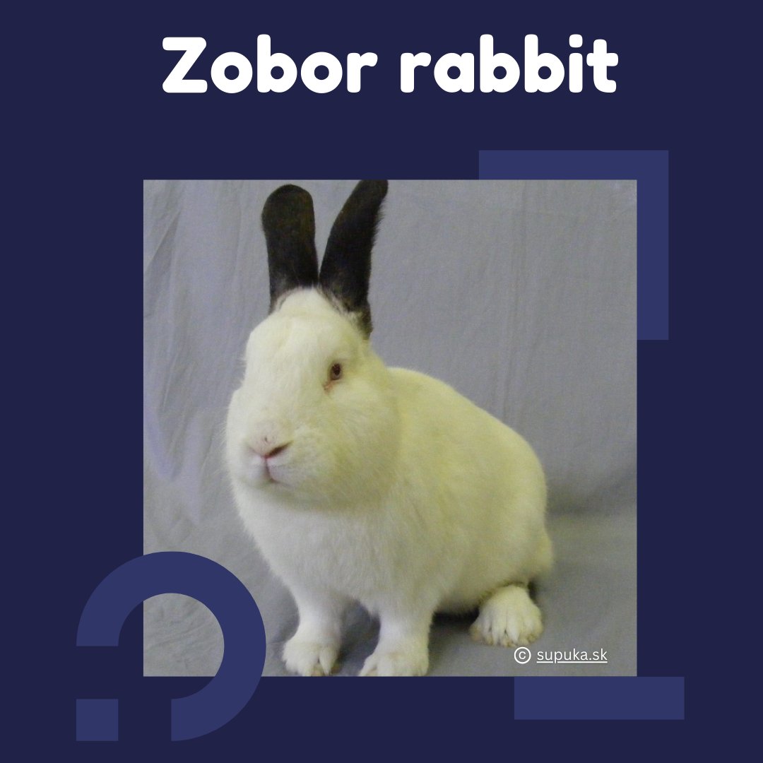 A Slovakian meat breed created in the 1970s, the Zobor rabbit is ideal for homes &amp; intensive farms. 🏡🐰
But with only 14 registered animals in 2023, urgent action is needed. 🙌 Thanks to the NPPC genbank, 24 offspring were born from 10 preserved doses! 🐾
#ZoborRabbit #ERFP