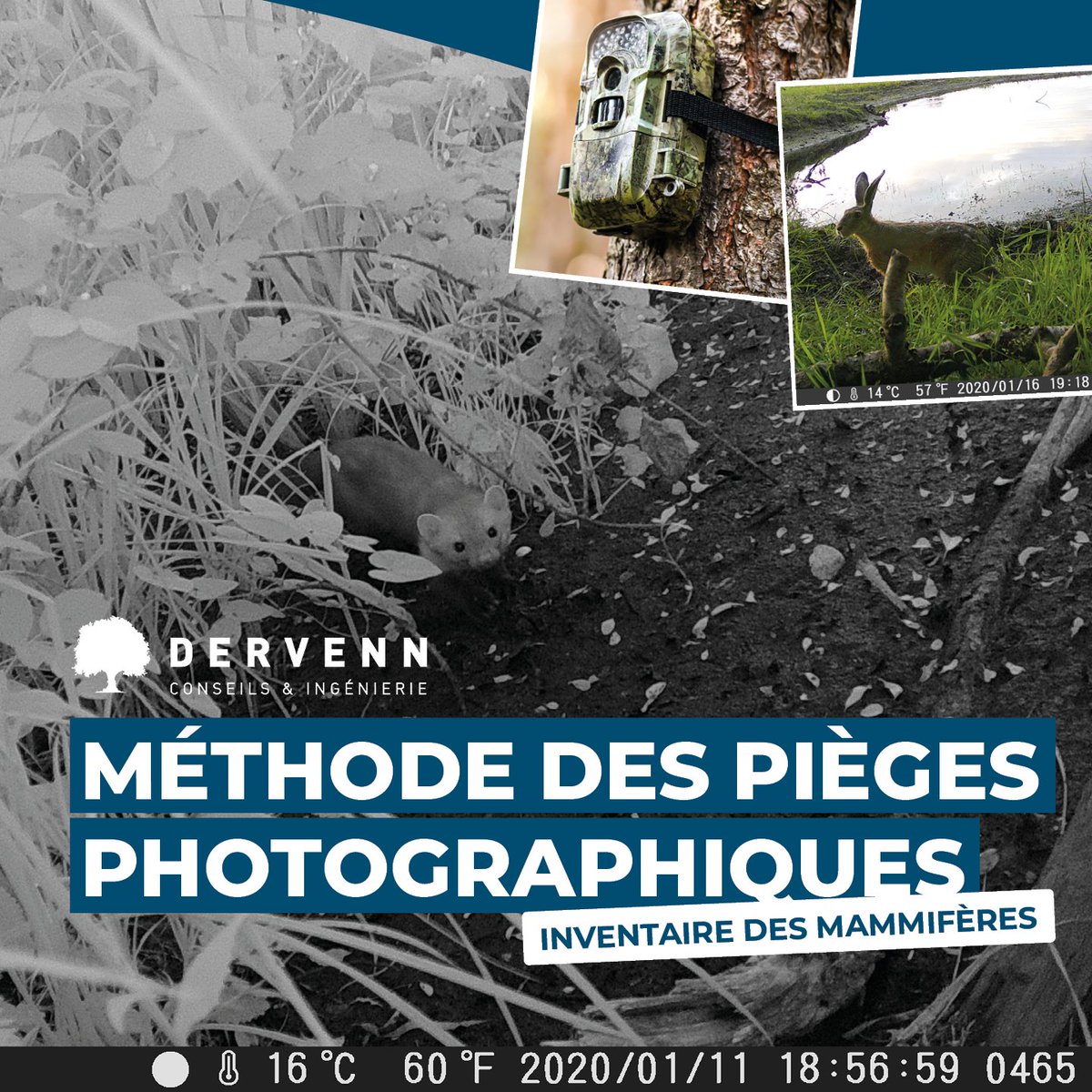Inventaires mammifères : Méthode des pièges photographiques : dervenn.com/inventaire-des…