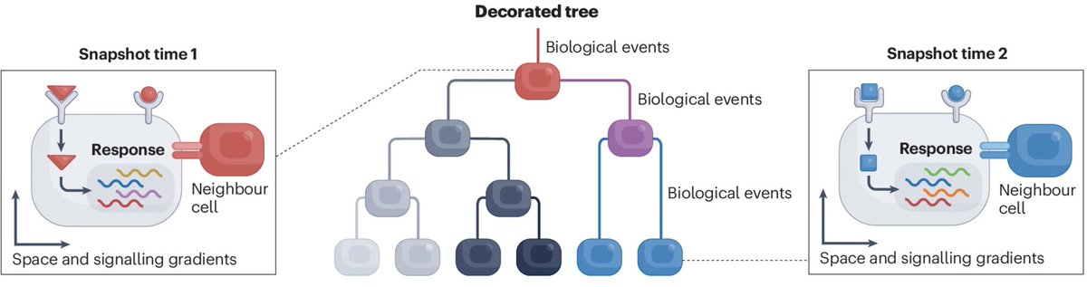 Fabian Theis (@fabian_theis) on Twitter photo Interested in recording cell dynamics? Beautiful review from colleagues around Tanja Stadler and Martin Tran <a href="/NatureRevGenet/">Nature Reviews Genetics</a> on DNA recording in single cells and lienages. With lots of exciting opportunities for single cell modeling. nature.com/articles/s4157… Interested in recording cell dynamics? Beautiful review from colleagues around Tanja Stadler and Martin Tran <a href="/NatureRevGenet/">Nature Reviews Genetics</a> on DNA recording in single cells and lienages. With lots of exciting opportunities for single cell modeling. nature.com/articles/s4157…