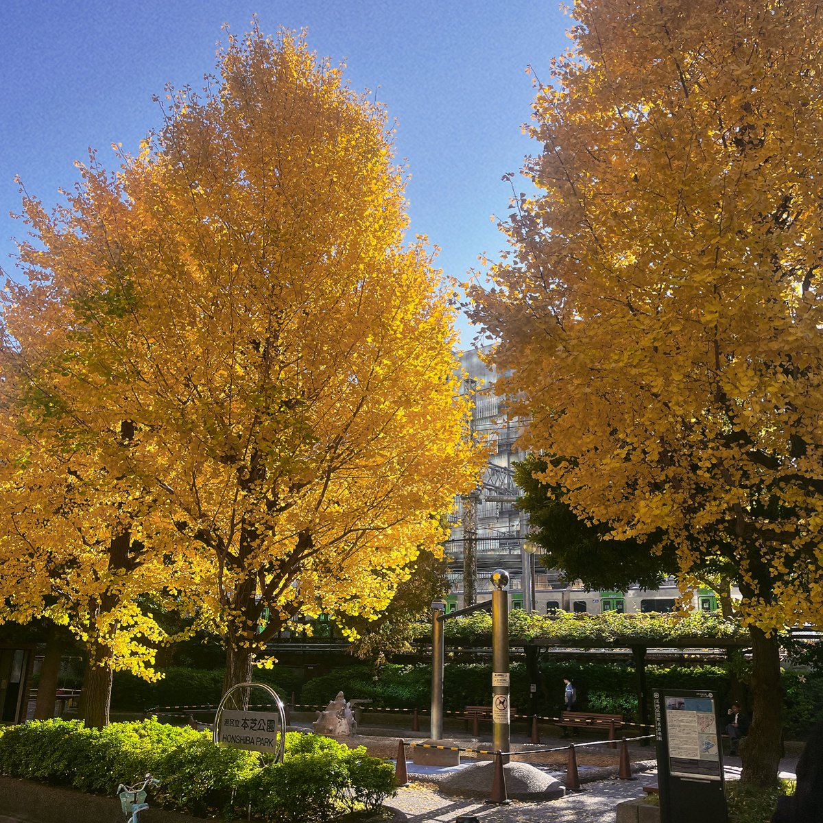 MinatoConf's tweet photo. 本芝公園のイチョウがきれいな黄色に染まっています☺️🍁自然のアートが何より美しいです！
#三田 #田町 #銀杏 https://t.co/nDvbzWjhdy