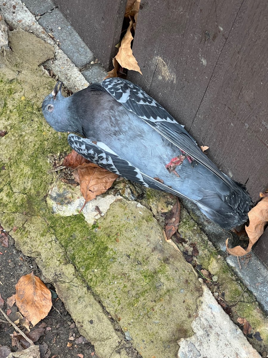 Poor thing. He’s been here for days. Can he please be picked up. Sad. 631 Lordship Ln N22 <a href="/VeoliaUK/">Veolia | UK</a>