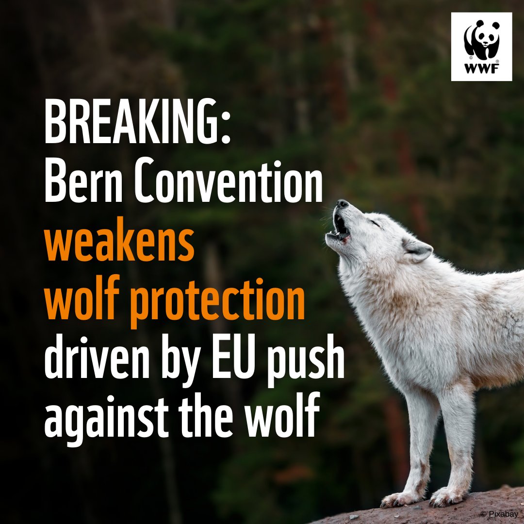 💔 Today, the Bern Convention voted to lower the wolf's protection status.

It's extremely disappointing to see the EU &amp; other countries prioritise political decisions over science

Instead of supporting coexistence measures, we backtrack on our own conservation success!
