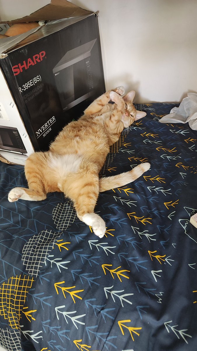 TheShane73's tweet photo. It is one year ago today that this little legend decided he would live with us. 

I woke up at 12.30am on a Sunday night to him crying at our front door. He was skinny and needed a feed so I gave him some food. The next day he just walked right in and our other cat had a look of who the heck is this. 

They get on fine now, and it is great to have some extra love in our lives.