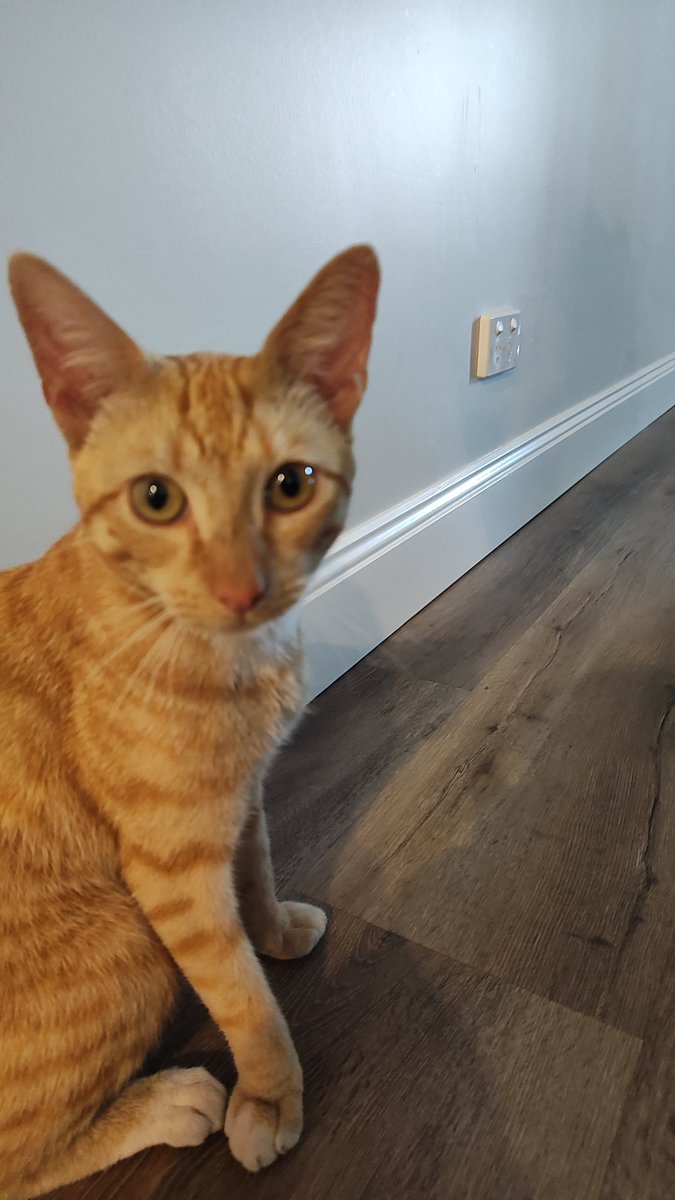 TheShane73's tweet photo. It is one year ago today that this little legend decided he would live with us. 

I woke up at 12.30am on a Sunday night to him crying at our front door. He was skinny and needed a feed so I gave him some food. The next day he just walked right in and our other cat had a look of who the heck is this. 

They get on fine now, and it is great to have some extra love in our lives.
