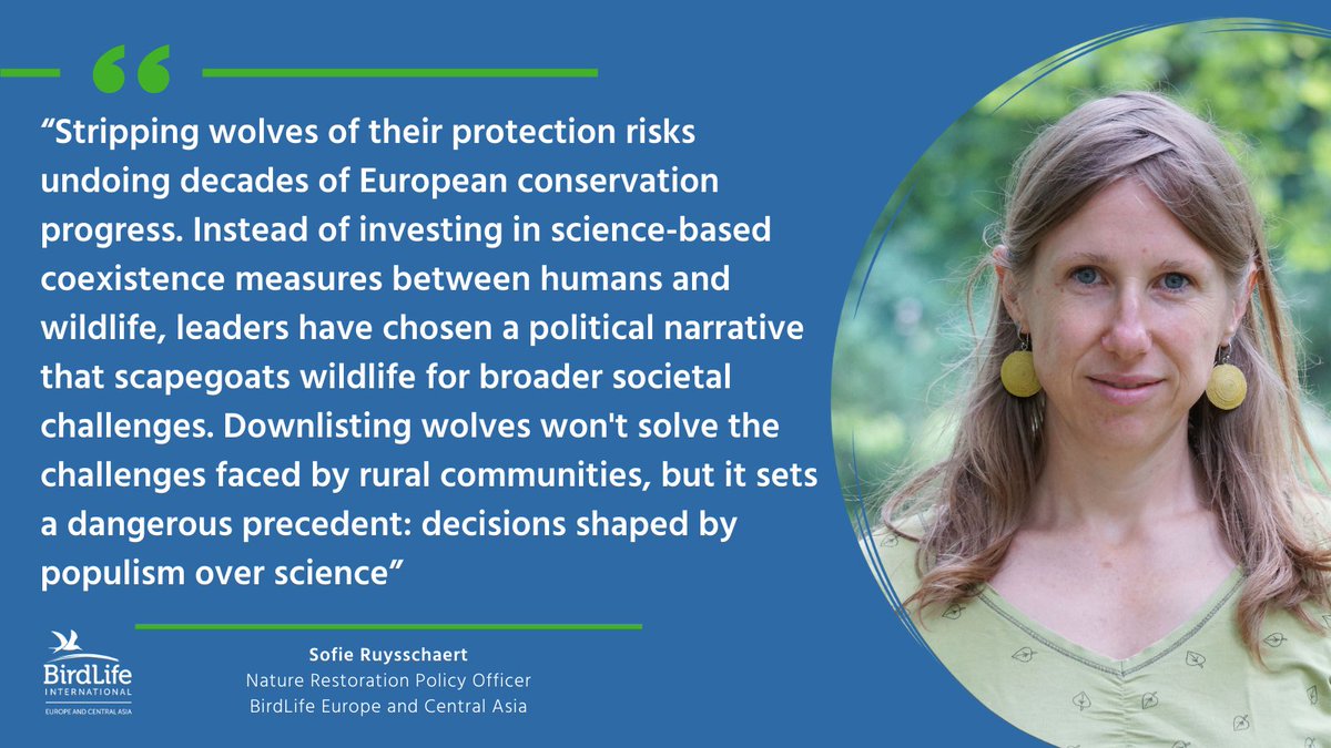 🚨 BREAKING: the Standing Committee of the Bern Convention lowers the protection status of wolves!

This decision, driven by the EU's push to weaken #wolf protection, is a dangerous misstep lacking any solid scientific basis. 

Read more 👉 birdlife.org/news/2024/12/0…