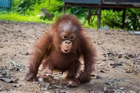 Steven Cree tweet media