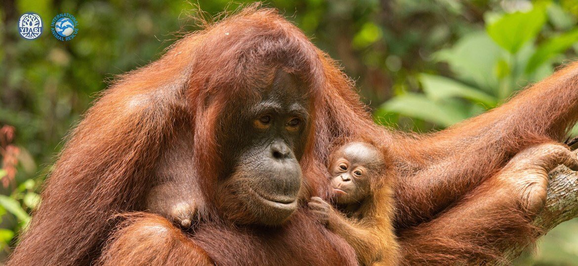 Steven Cree tweet media