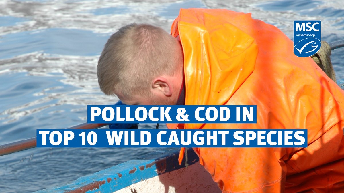 MSCecolabel's tweet photo. π’ π Pollock and cod are among the top 10 wild-caught marine species globally! This is why using sustainable fishing practices is important - it helps protect our ocean and communities: https://t.co/z7qHqKIgjF
#MSCecolabel #SustainableFishing https://t.co/MobiL73nTx