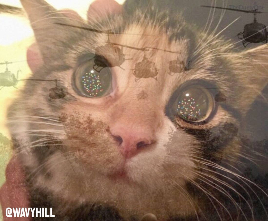 I'm sure this is what goes through their minds prior to wrecking the tree for the tenth time that morning...

<a href="/OneMinuteBriefs/">One Minute Briefs ⏱️</a>  #XmasDecorations🎄📷<🎅