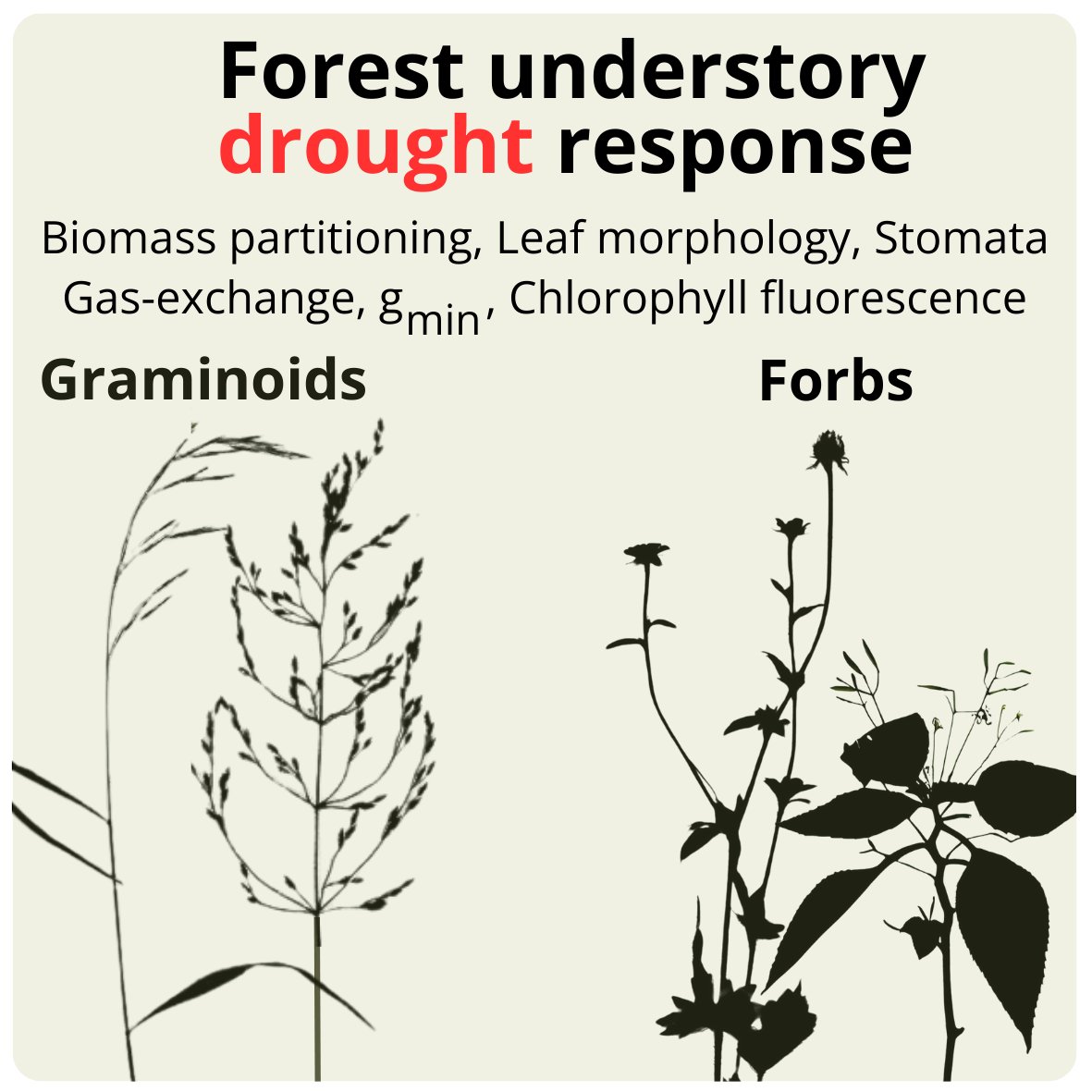 PeterPetrk8's tweet photo. New OA 🔓article comparing drought response between forest understory herbs and graminoids. Minimum leaf conductance (gmin) correlates negatively with biomass accumulation under drought. Stomatal size correlates positively with gmin. 🌿#ecophys
https://t.co/UzNaXFmdmv https://t.co/iJUPSgttYl