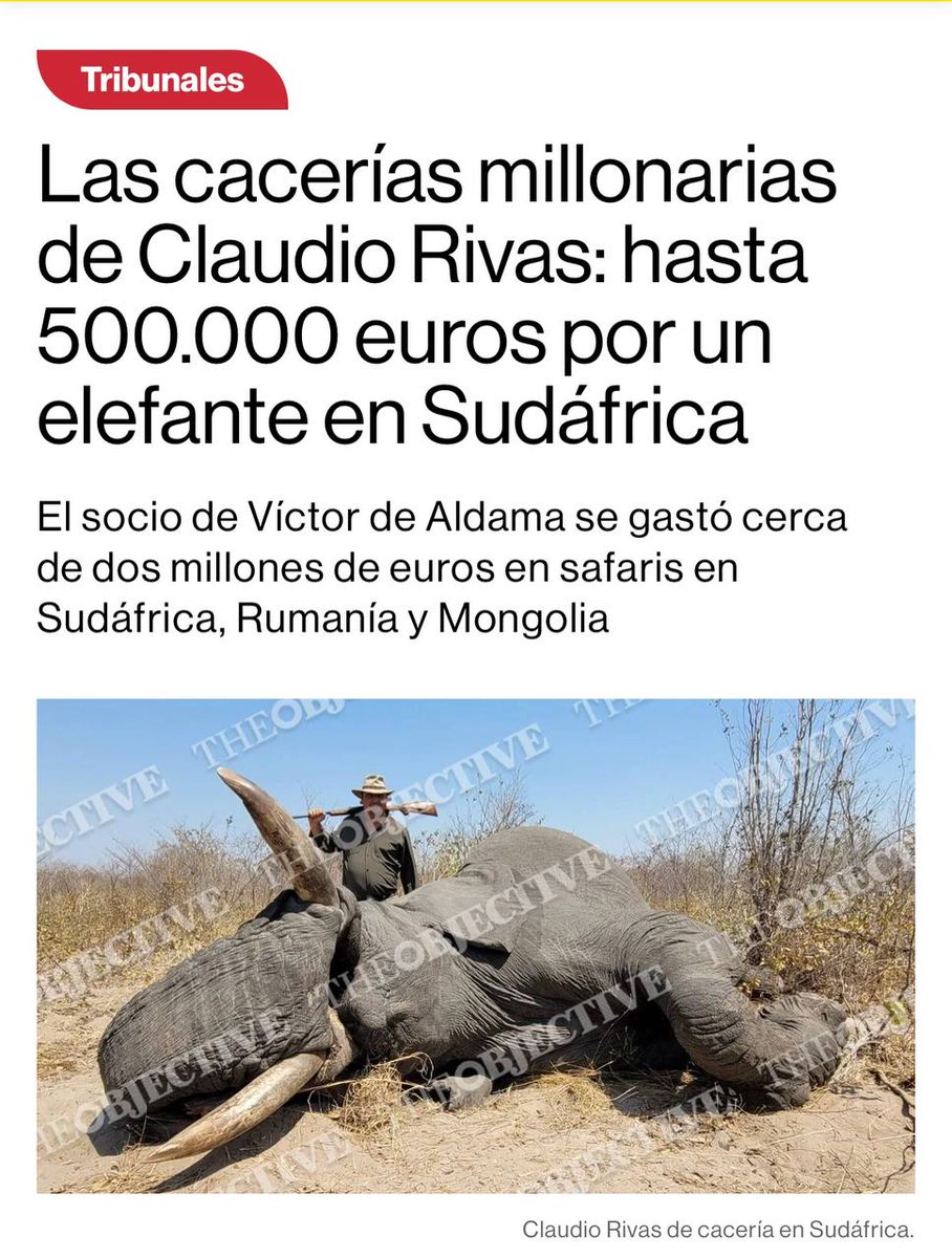 PartidoPACMA's tweet photo. ❌No existen estudios, pero tampoco dudas, de que la caza y la corrupción suelen ser buenas compañeras…

🐘Claudio Rivas, socio de Víctor de Aldama, se gastó cerca de dos millones de euros en viajes de caza por el mundo. Viajó a Rumanía, Mongolia y Sudáfrica para quitar la vida a elefantes, leones, leopardos, tigres y ñús.

💸Entre 2021 y 2024 gastó medio millón de euros en cada uno de sus viajes, transferidos desde la empresa que compartía con Aldama. Sólo en matar animales.

#NoALaCaza #StopCaza #Corrupción #Aldama #Koldo #Ábalos #ClaudioRivas #MovimientoVerde