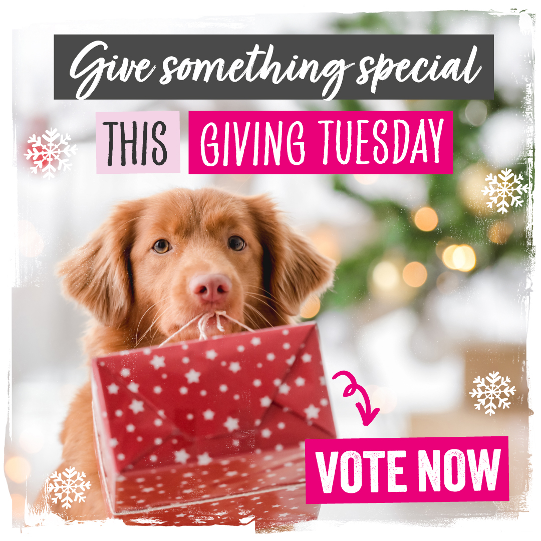 Animal Friends (@afpetinsurance) on Twitter photo Happy #GivingTuesday 🤝 Why not spend just a few minutes by voting - for free - for one wildly different UK #charity? Who will you choose: <a href="/BDRUK1/">Blind Dog Rescue UK</a>, #ForgottenFelines, @Refuge4Pets, <a href="/RoRlatest/">RoR</a> or <a href="/LegacyWolfie/">Wolfie’s Legacy</a>? Vote here: spr.ly/AWildlyDiffere…
#AWildlyDifferentXmasTail Happy #GivingTuesday 🤝 Why not spend just a few minutes by voting - for free - for one wildly different UK #charity? Who will you choose: <a href="/BDRUK1/">Blind Dog Rescue UK</a>, #ForgottenFelines, @Refuge4Pets, <a href="/RoRlatest/">RoR</a> or <a href="/LegacyWolfie/">Wolfie’s Legacy</a>? Vote here: spr.ly/AWildlyDiffere…
#AWildlyDifferentXmasTail