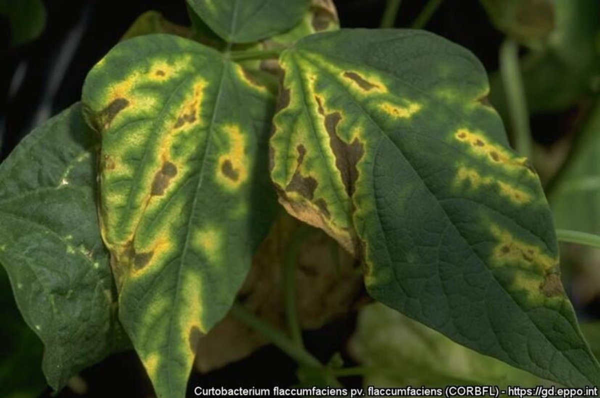 Vanaf 6 januari 2025 komen er aanvullende importcontroles op bonenzaden voor detectie van Curtobacterium flaccumfaciens pv. flaccumfaciens. Het risicogericht toetsen bij import voor het opsporen van een symptoomloze infectie is een Europese verplichting. obi41.nl/7dpx48w5