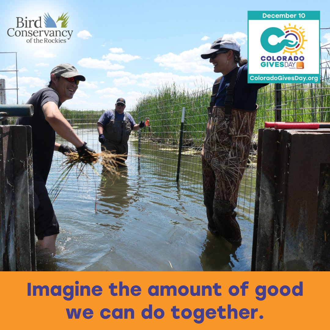 Bird Conservancy of the Rockies tweet media