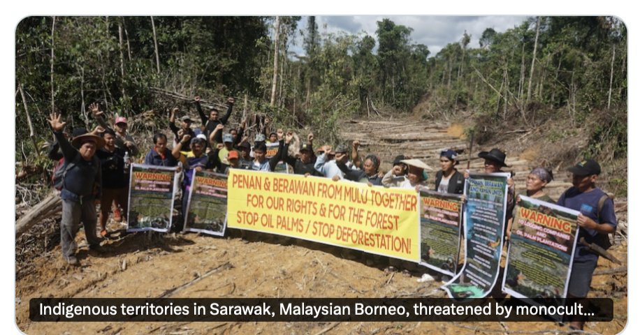 <a href="/GreenhouseData/">Greenhouse Data</a> <a href="/DrBirute/">Biruté Mary Galdikas</a> <a href="/VanessaFiji/">VanessaFiji 😷🇪🇺 #BanPalmOil #StillWithCorbyn</a> <a href="/coolrunning2009/">ken cha_OzVeteransVote</a> <a href="/Bron1954/">Eleanor AbernathyⓋ I proudly voted Yes</a> <a href="/ChunhuaMs/">🌊 春华 🌎</a> <a href="/Aussieneets/">Anita Neville</a> <a href="/RussellMoxham/">Russell Moxham 🌻</a> <a href="/debbie_spirit/">Debbie Groom</a> <a href="/samcoyi/">Samantha The Hammer 🛠</a> <a href="/BlueSeas111/">Bluesea</a> <a href="/RedFoxGIS/">RedFox GIS & Remote Sensing 🛰️🌎🇺🇸</a> <a href="/EmilyLe89720714/">Emily Leonard</a> <a href="/orangutan2/">Krista Orangutan</a> <a href="/RedOrangutangen/">Save the Orangutan</a> <a href="/ForestPeoplesP/">Forest Peoples Programme</a> <a href="/ecobusinesscom/">Eco-Business</a> <a href="/hrw/">Human Rights Watch</a> <a href="/fwindonesia/">Forest Watch Indonesia</a> <a href="/asiasentinel/">Asia Sentinel</a> <a href="/RainforestNORW/">Rainforest Foundation Norway (RFN)</a> @RAN <a href="/Greenpeace/">Greenpeace International</a> <a href="/AJENews/">Al Jazeera Breaking News</a> <a href="/geckoproj/">The Gecko Project (BlueSky: @thegeckoproject.org)</a> <a href="/MensJournal/">Men's Journal</a> <a href="/abcnews/">ABC News</a> <a href="/asia/">aѕιa</a> <a href="/SAPIENS_org/">SAPIENS</a> <a href="/FreeWestPapua/">Free West Papua</a> <a href="/sarawak_report/">Sarawak Report</a> <a href="/guardian/">The Guardian</a> <a href="/crawfordjohnw/">John Crawford 💙 🇺🇦</a> <a href="/dwnews/">DW News</a> <a href="/PeterGreste/">Peter Greste</a> <a href="/4JournoFreedom/">Alliance for Journalists' Freedom</a> <a href="/UNHumanRights/">UN Human Rights</a> <a href="/KaldorCentre/">UNSW Kaldor Centre</a> <a href="/elsamnews/">ELSAM Indonesia</a> <a href="/dayakologi_inst/">Pusat Dayakologi</a> <a href="/LinkARBorneo/">Link-AR Borneo</a> <a href="/TuK_Indonesia/">TuK INDONESIA</a> <a href="/OneHealthUCD/">One Health Institute (OHI)</a> <a href="/hans_nich/">Hans Nicholas Jong</a> <a href="/mongabay/">Mongabay</a> <a href="/AJEnglish/">Al Jazeera English</a> <a href="/guardianeco/">Guardian Environment</a> <a href="/SBSNews/">SBS News</a> <a href="/physorg_com/">Phys.org</a> <a href="/ConversationUK/">The Conversation</a> A post from June 16,2020 on this palm oil thread. I was suddenly curious to see how far back it went but technically could only go back to June 6, 2020. I'm sure it was started in 2019 if not earlier &amp; sadly is still good reason to persist with this issue.
x.com/nicolasnicola2…