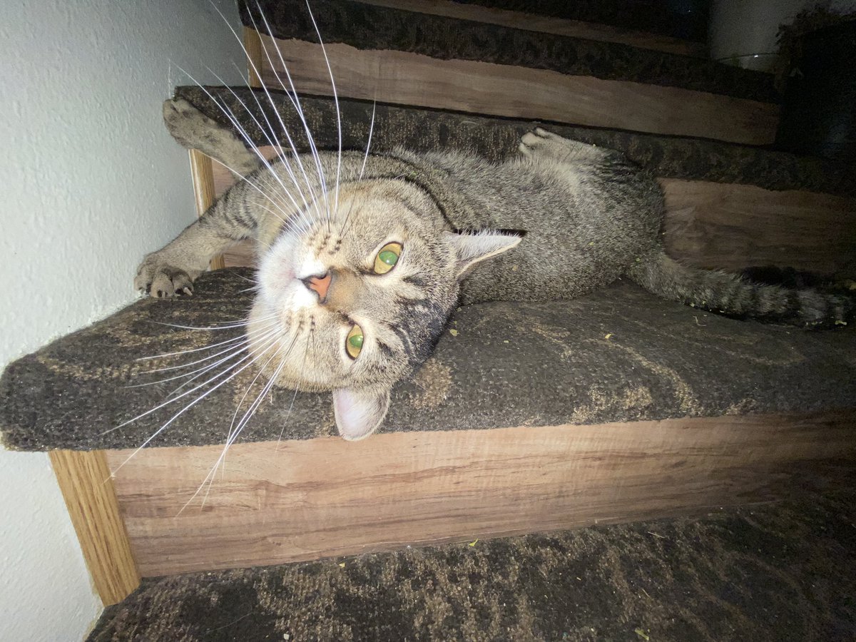 Lonnytooloud's tweet image. Kitty mein Getränk mit R6
😻😻