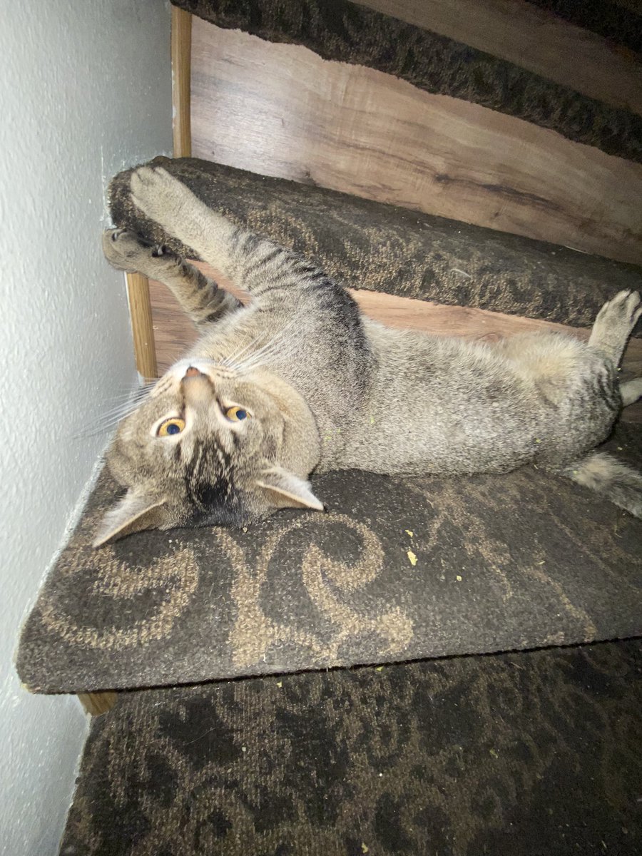 Lonnytooloud's tweet image. Kitty mein Getränk mit R6
😻😻