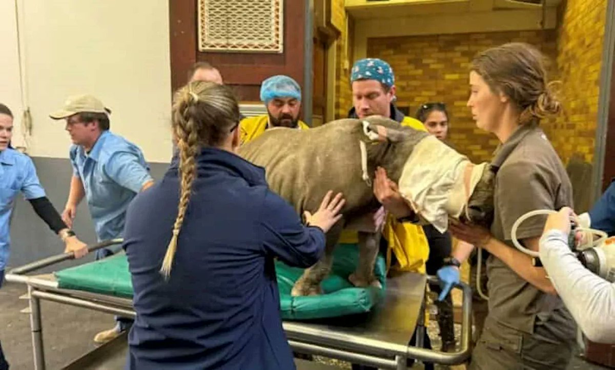 Action For Rhinos tweet media