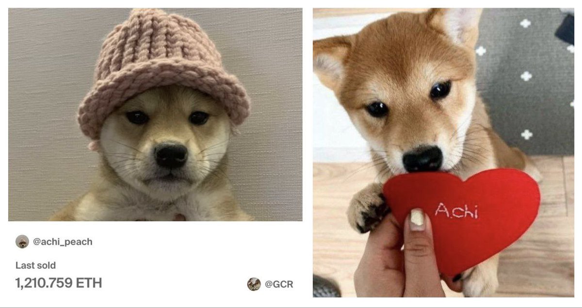 <a href="/fuelkek/">Fuel</a> $Achi the dog behind $Wif