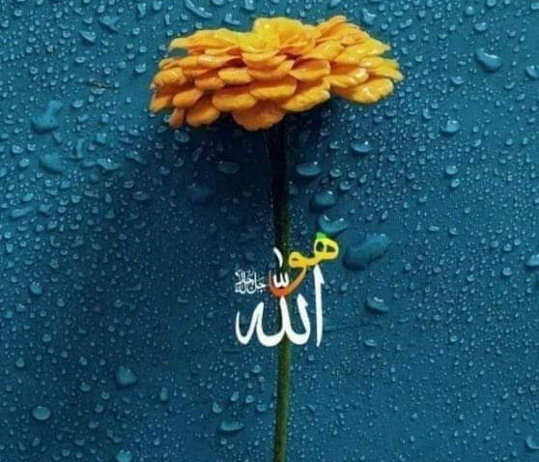 "Allah’a güven. Allah, kendisine dayanıp güvenenleri sever.”

             Al-i İmran - 159