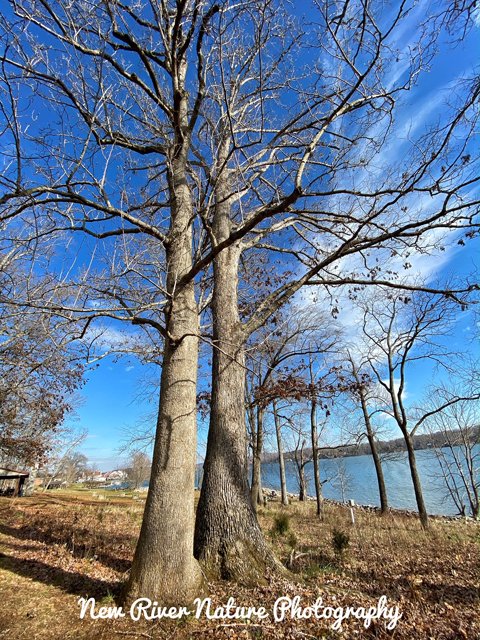 KerriFar's tweet photo. โTrees are poems that the earth writes upon the sky.โ - Khalil Gibran - #ThickTrunkTuesday #TuesdayBlue #NewRiverNature #NatureTherapy #TreeTherapy #NatureLovers https://t.co/DZZZyLpnUV