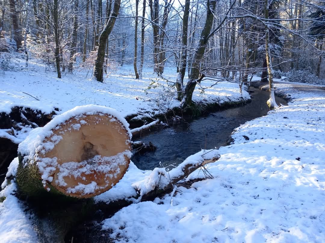 Over on Facebook - We're delighted to share the last photograph from the Tenant Calendar 2024 as our cover image, 'Wintry Walk' taken by Hazel Dunbar. We think you'll agree that this beautiful snowy image is perfect for this time of year!! Thank you Hazel and Welcome December...