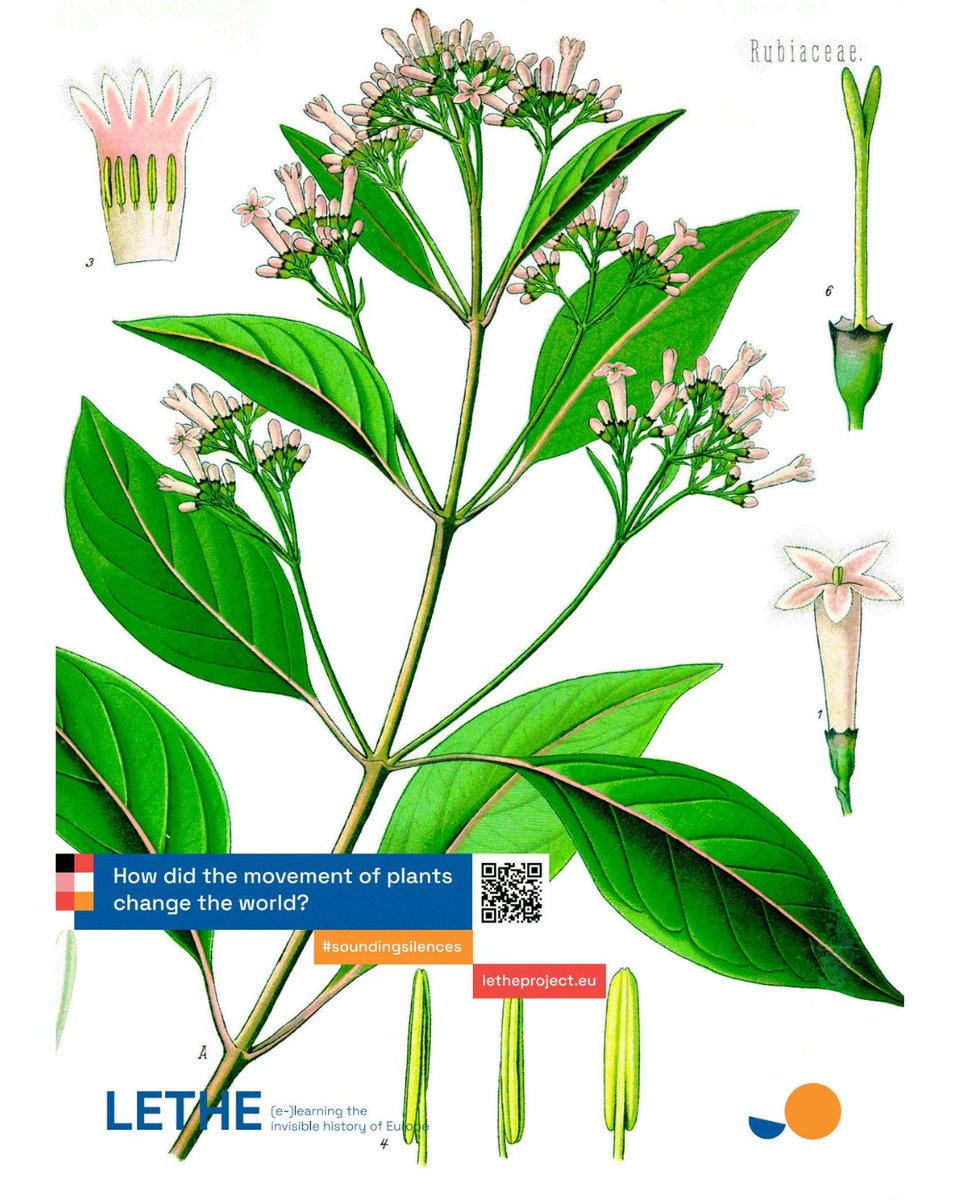 How did the movement of plants change the world? #NatureInMotion

🍃 This is the Cinchona officinalis, a native plant to the tropical Andean forests of western South America: specifically from Bolivia, Colombia, Ecuador, and Peru.

<a href="/sepiegob/">SEPIE</a> <a href="/DCU_IoE/">DCU Institute of Education</a> <a href="/internacionalUM/">Relaciones Internacionales UMU</a>